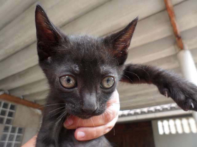 Adoção de Gato Guarujá/SP | Sem Nome | Filhote | Raça SRD | tamanho Pequeno