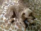 Colly GRATIFICA | Cão  Pequeno | Femea | Poodle/ Pequines