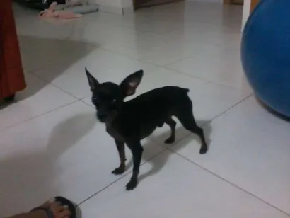 Cao pinscher Pequeno 4-anos