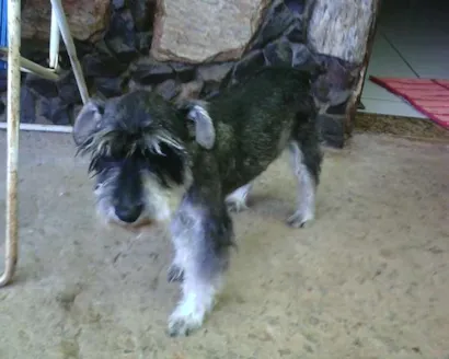 Cao schnauzer Pequeno 1-ano