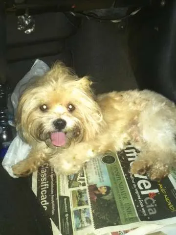 Cao Lhasa Apso Pequeno 2-anos