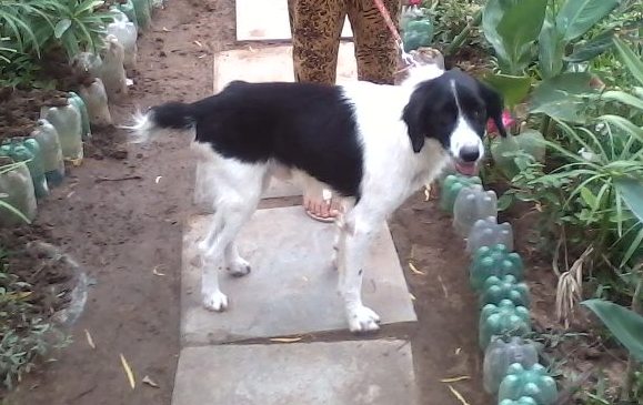 Cachorro Encontrado Porto Alegre/RS | sem nome |   | Raça misto de pastor belga | tamanho Médio