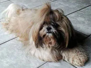 Cao Lhasa Apso Medio  