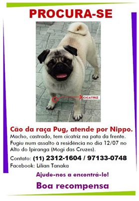 Procura-se esse Cachorro São Paulo/SP | BOLINHA | 2 anos | Raça SRD | tamanho Médio