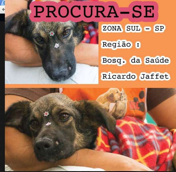 Procura-se esse Cachorro São Paulo/SP | BOLINHA | 2 anos | Raça SRD | tamanho Médio