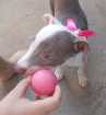 Cao Pit-Bull Pequeno 2-a-6-meses
