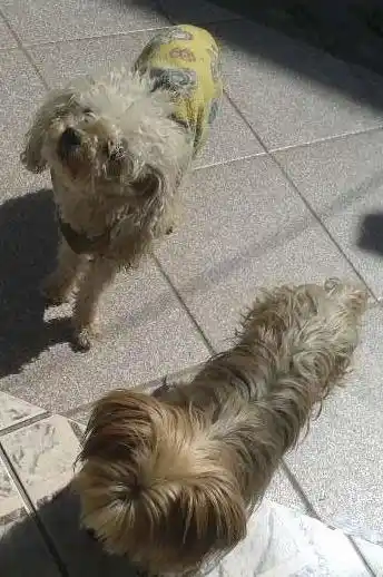 Procura-se esse Cachorro Cotia/SP | lalinha e thuthu GR | 2 anos | Raça poodle e yorkshire | tamanho Pequeno | foto 1