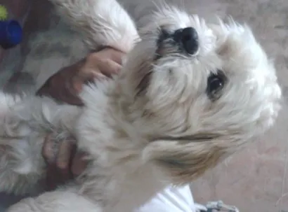 Cao Lhasa Apso Pequeno  