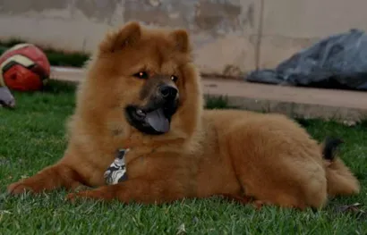 Cao Chow Chow Medio 1-ano