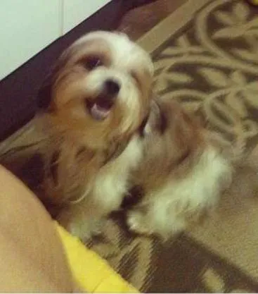 Cao Lhasa Apso Medio 4-anos