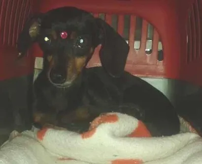Cao Pinscher Pequeno  