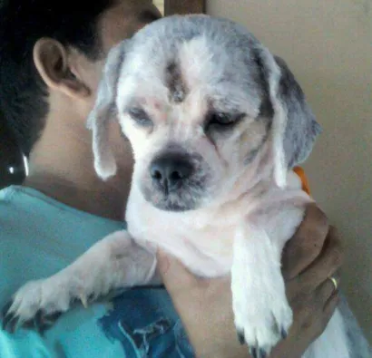 Cao Lhasa Apso Pequeno 2-a-6-meses