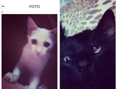 Gato viralata Medio 1-ano
