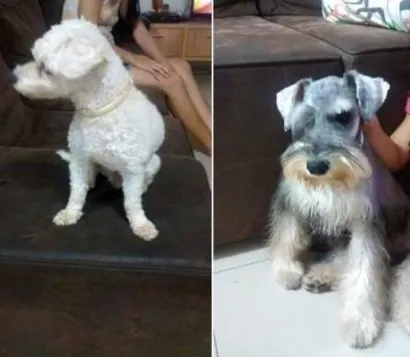Cao Poodle Pequeno 2-anos