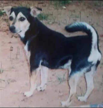 Cao virá lata  Pequeno 5-anos