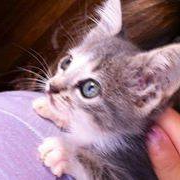 Adoção de Gato Santa Maria/RS | Lindos gatinhos adu |   | Raça Diversas | tamanho Pequeno