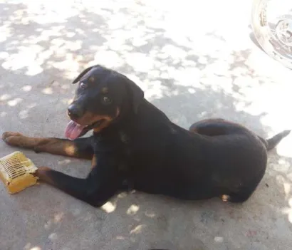 Cao Rottweiler Grande 2-anos