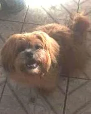 Cao Lhasa Apso Pequeno 2-anos