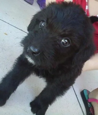 Cao viralata misturado com poodle Pequeno Abaixo-de-2-meses