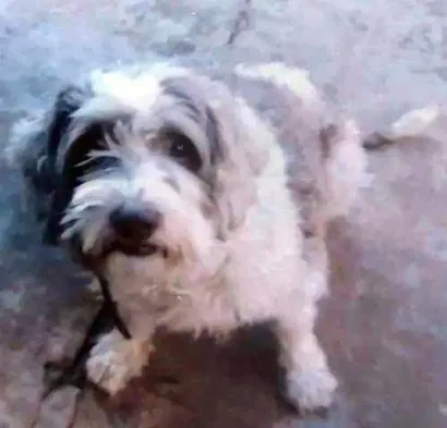 Cao Poodle Medio  