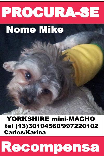 Procura-se esse Cachorro Mongaguá/SP | Mike GRATIFICA | 3 anos | Raça Yorkshire | tamanho Pequeno