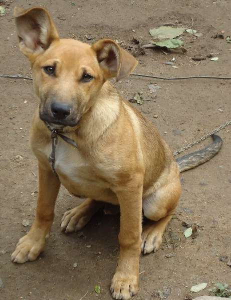 Adoção de Cachorro Mairiporã/SP | Tina | 2 a 6 meses | Raça SRD | tamanho Médio