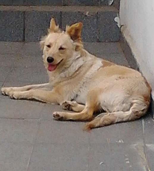 Adoção de Cachorro Mairiporã/SP | Morena | 2 a 6 meses | Raça SRD | tamanho Médio