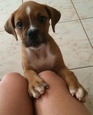 Cao  Medio  