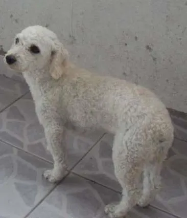 Cao Poodle Pequeno 6-anos-Acima