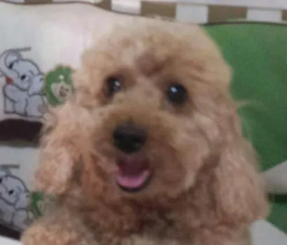 Cao Poodle Pequeno  
