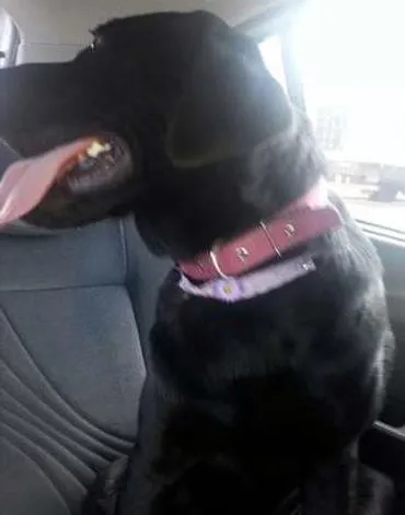 Cao Labrador Grande  