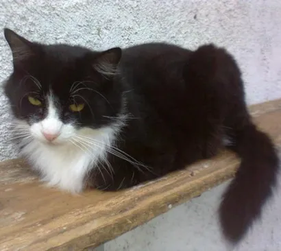 Gato SRD Medio 5-anos