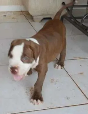 Cao Pit-Bull Pequeno  
