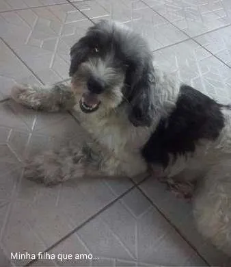 Cao Cocker Medio 6-anos-Acima