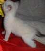 Gato Siamês Pequeno Abaixo-de-2-meses