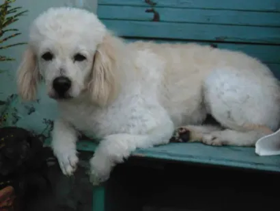 Cao Poodle Grande 6-anos-Acima