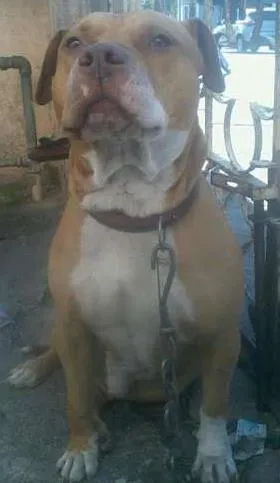 Cao pitbull Medio 5-anos