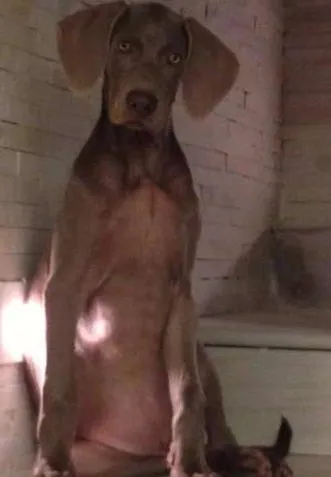 Cao Weimaraner Grande 2-anos