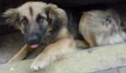 Cachorro tamanho Medio Macho 2-a-6-meses para adoção