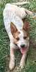 Cao Australian catlle dog/Red heeler Medio 2-a-6-meses