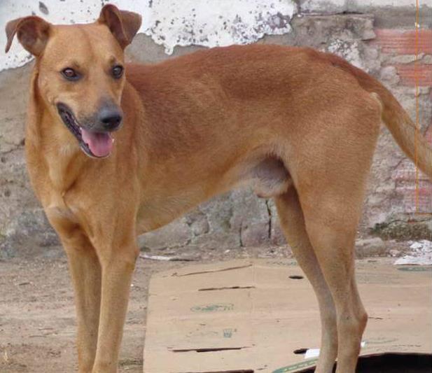 Adoção de Cachorro Rio Branco/AC | Morena |   | Raça  | tamanho Médio