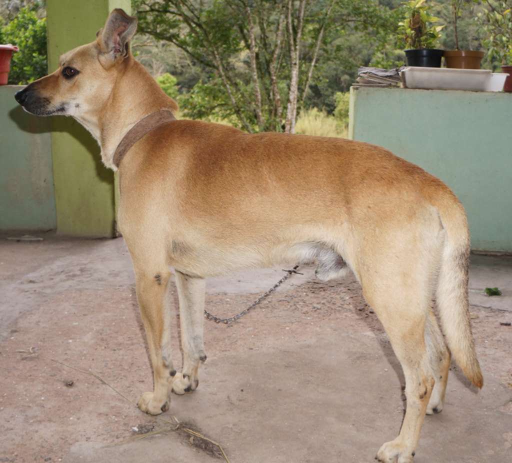 Adoção de Cachorro São Lourenço da Serra/SP | Scooby | 4 anos | Raça ...