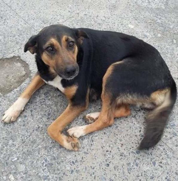 Cachorro Encontrado São Paulo/SP | Não têm nome ainda |   | Raça  | tamanho Médio