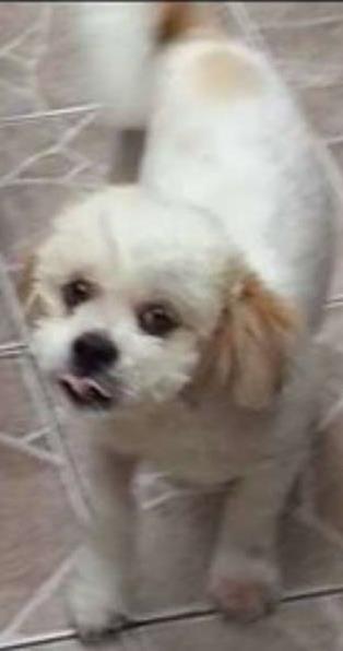 Procura-se esse Cachorro São Paulo/SP | BOBY | 2 anos | Raça Lhasa Apso | tamanho Pequeno