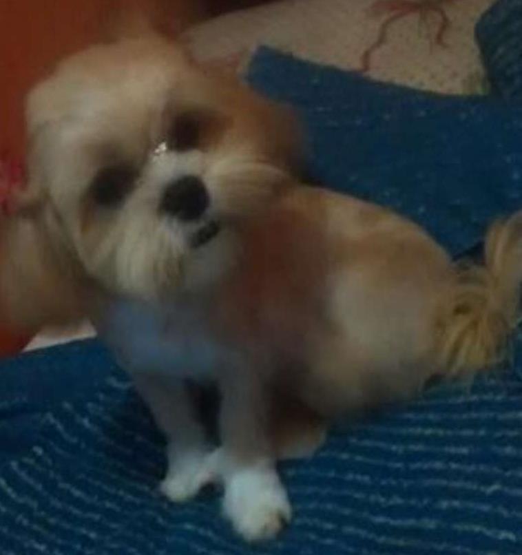Procura-se esse Cachorro São Paulo/SP | BOLINHA | 3 anos | Raça Lhasa Apso | tamanho Pequeno