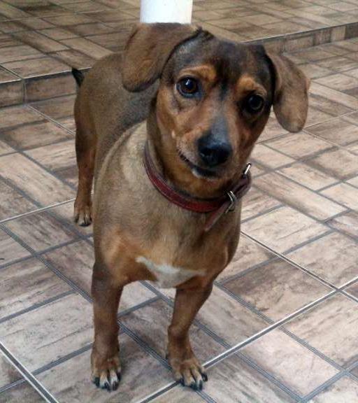 Belinha  perdida | foto 2