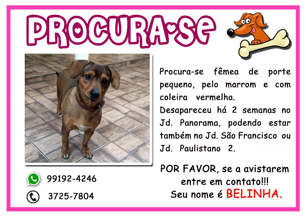 Belinha  perdida | foto 3