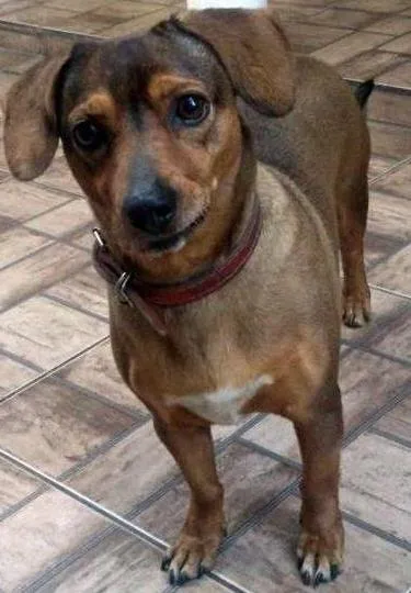 Cao vira lata Pequeno 6-anos-Acima