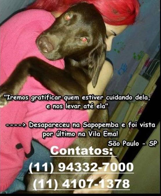 Procura-se esse Cachorro São Paulo/SP | Emilly GRATIFICA | 7 a 11 meses | Raça SRD | tamanho Pequeno