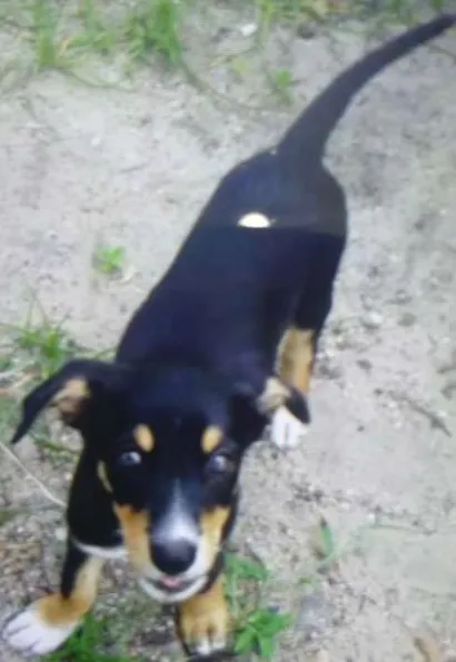 Cao vira lata com semelhaça de rottweiler Medio 2-a-6-meses